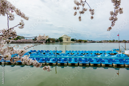 Tableau sur toile Tidal Basin blue Paddle Boats and Cherry blossom branches in Washington, DC