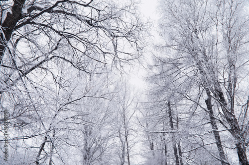 Winter forest landscape. Tall trees under snow cover. January frosty day in the park.