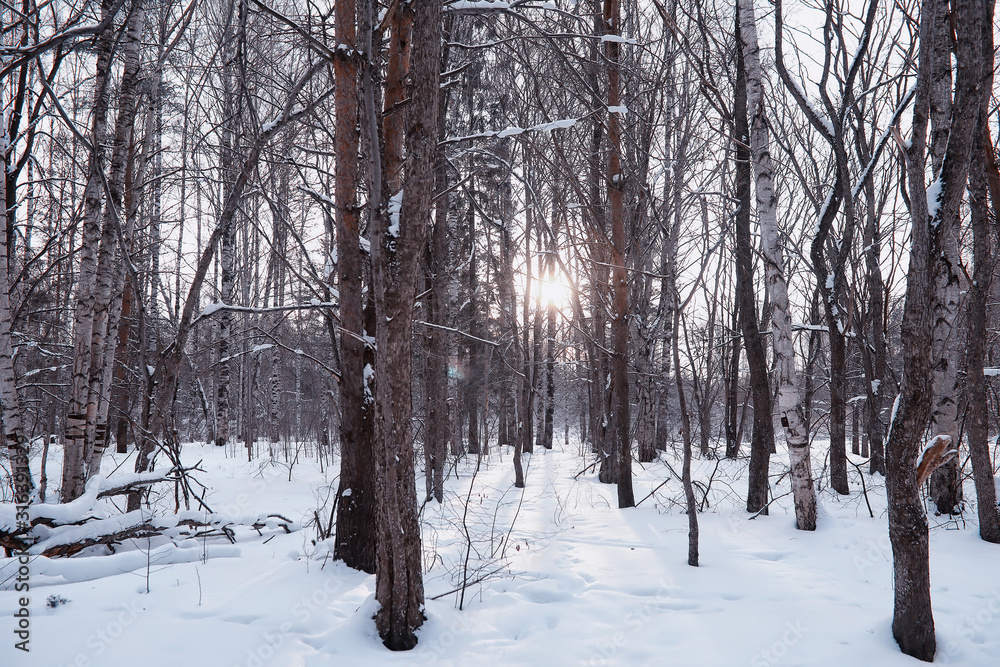 Winter forest landscape. Tall trees under snow cover. January frosty day in the park. Winter forest landscape. Tall trees under snow cover. January frosty day in the park.