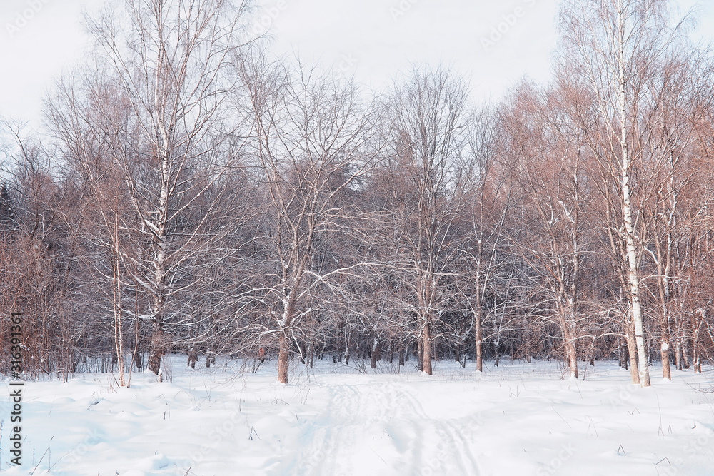 Winter forest landscape. Tall trees under snow cover. January frosty day in the park. Winter forest landscape. Tall trees under snow cover. January frosty day in the park.