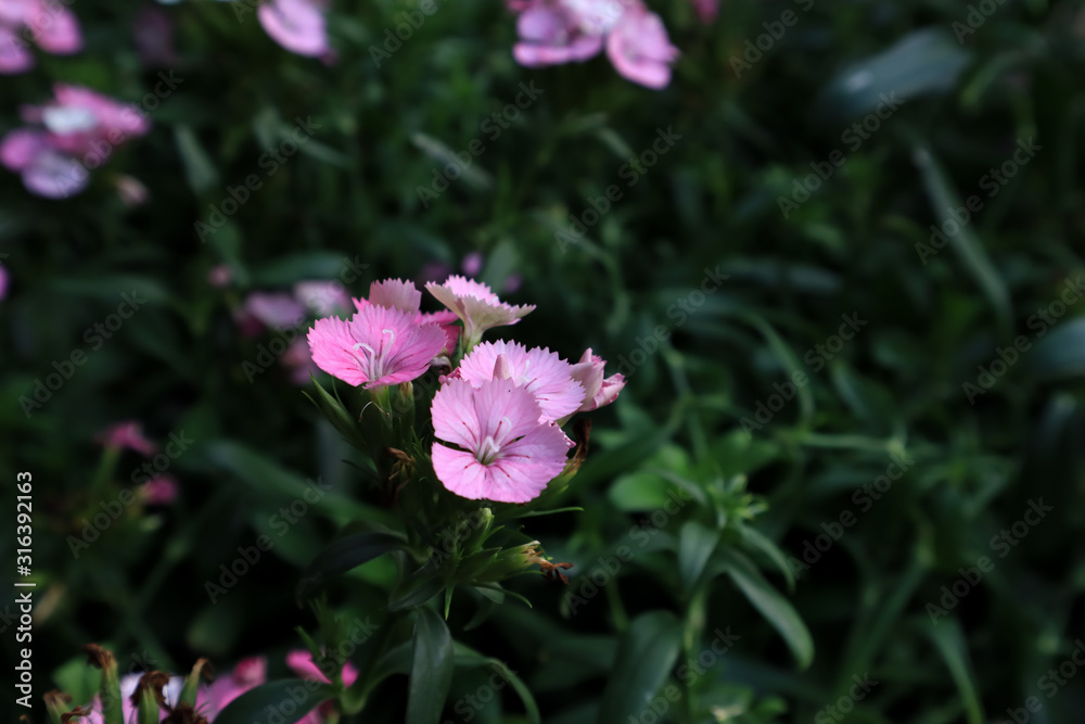 Dianthus barbatus (Sweet William's) in garden. Purple flowers dianthus barbatus in natural background. Dianthus barbatus (Sweet William's) in garden. Purple flowers dianthus barbatus in natural background.