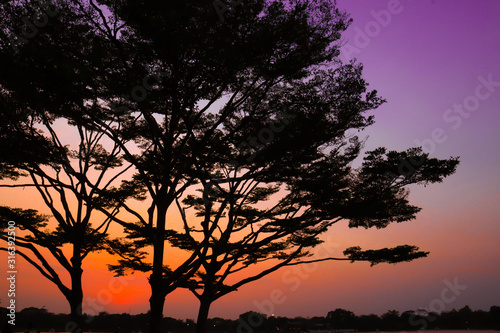 landscape of sunset with cloudy orange sky and a silhouette of tree.