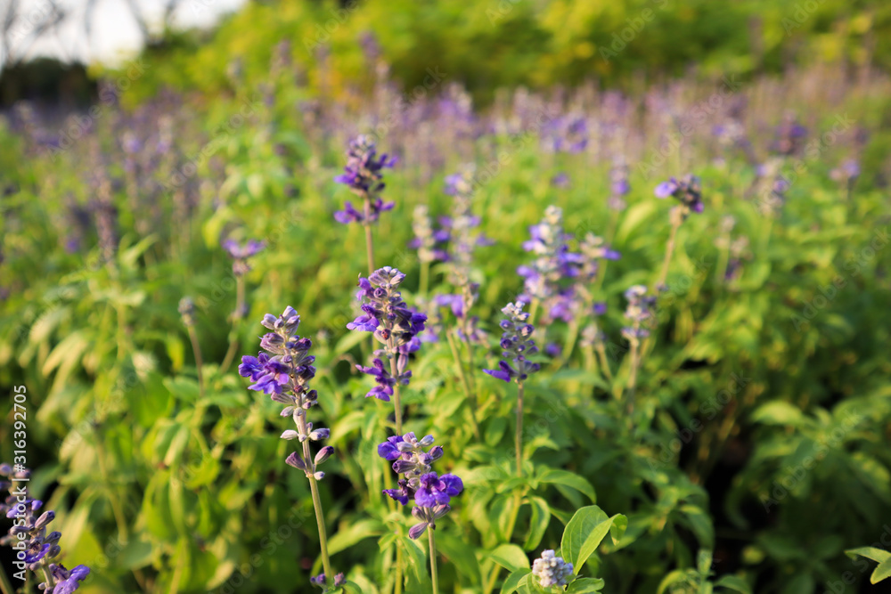 Closeup image of violet lavender flowers in the field in sunny day. Closeup image of violet lavender flowers in the field in sunny day.
