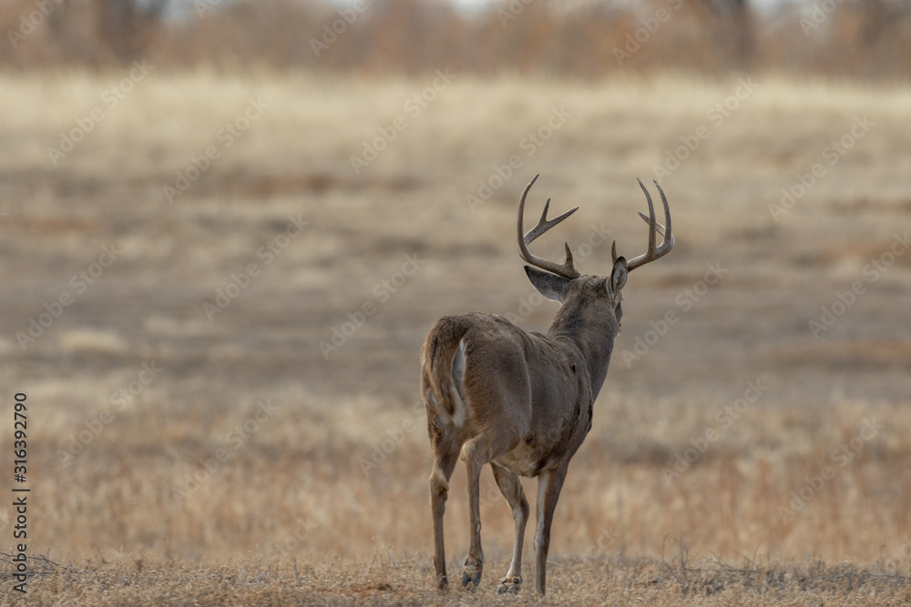 Obraz premium Buck Whitetail Deer in Colorado During the Fall Rut