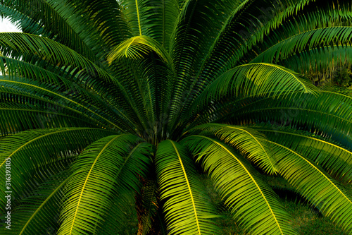 Palm leaves background in a dark with green young leaf on palm tree in tropical forest  eco green environment concept.
