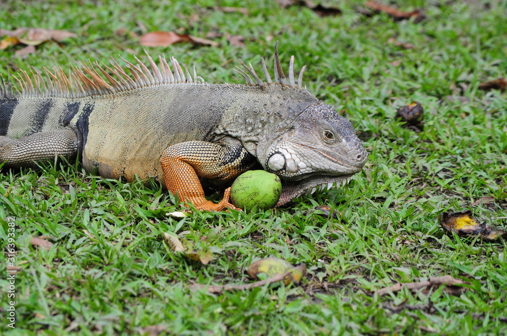 iguana eating fruits in nature iguana eating fruits in nature