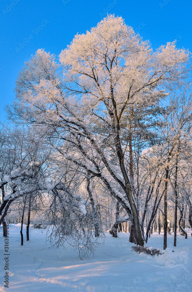 White lace of hoarfrost on crowns of trees at sunny day White lace of hoarfrost on crowns of trees at sunny day