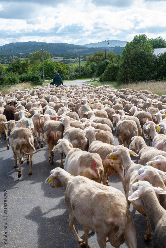 Fototapeta premium France. Aveyron. Troupeau de brebis sur le Causse du Larzac, près des caves de Roquefort. flock of sheep on the Causse du Larzac, near the Roquefort cellars.
