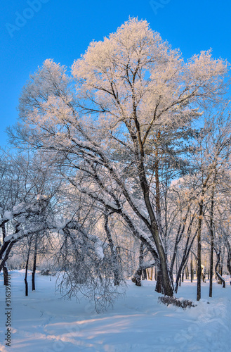 White lace of hoarfrost on crowns of trees at sunny day