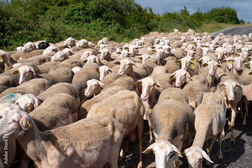 France. Aveyron. Troupeau de brebis sur le Causse du Larzac, près des caves de Roquefort. flock of sheep on the Causse du Larzac, near the Roquefort cellars.