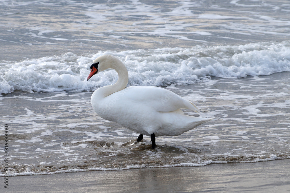 Fototapeta premium white swan on the seashore