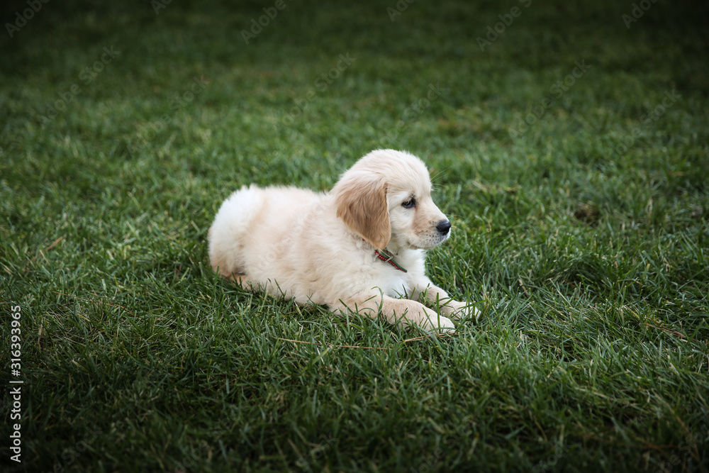 Puppy in the grass looking into the distance Puppy in the grass looking into the distance