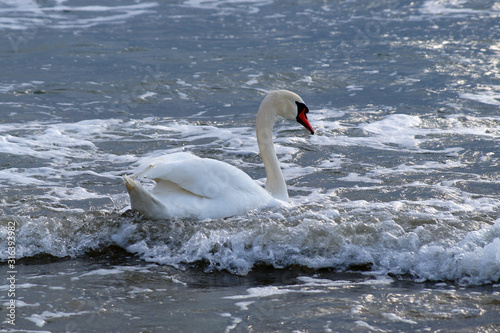 white swan swims in the sea