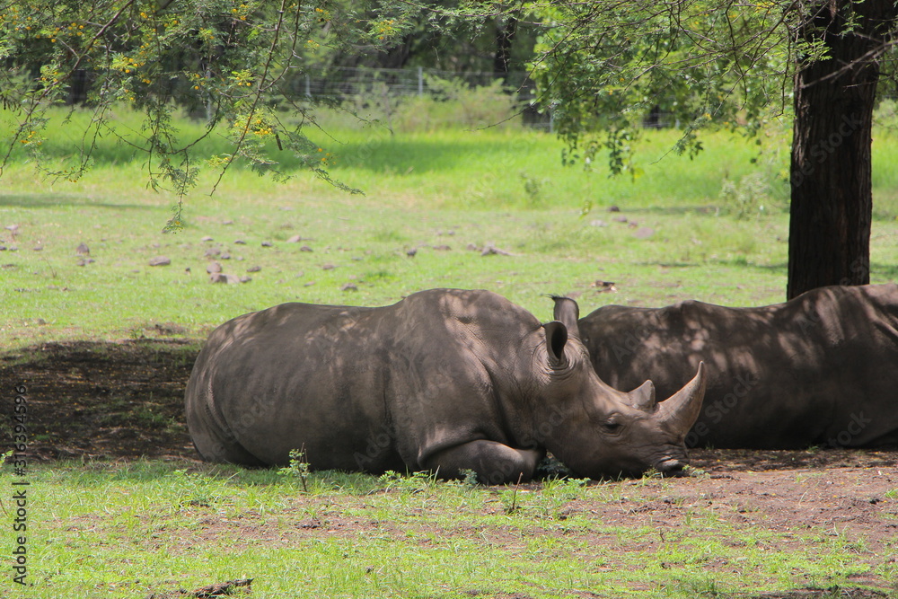 Fototapeta premium One horned rhino