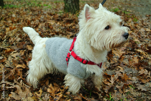 White terrier on a walk