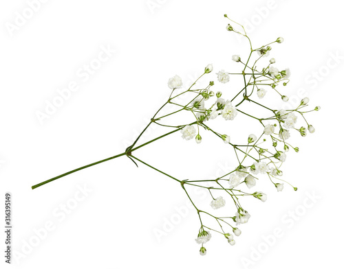 Fotografía Closeup of small white gypsophila flowers