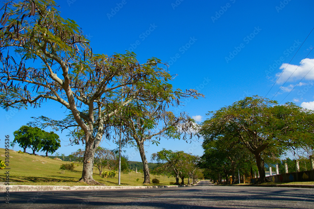 Fototapeta premium african tulip tree (Spathodea campanulata)