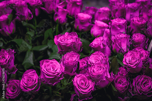 dark roses purple