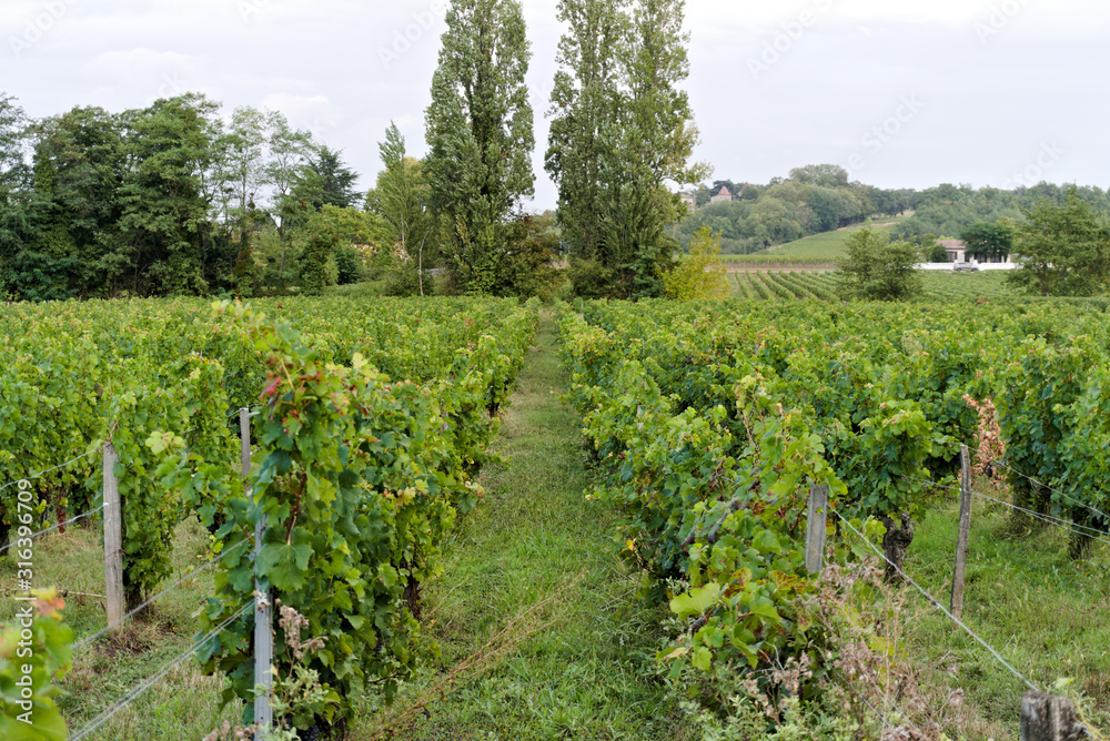 Vineyard rows in the morning in the wine regions of Bordeaux