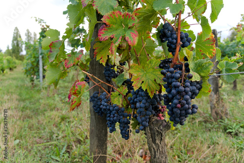 A bunch of ripe red grapes on a vine right before harvest near a vineyard path in the wine regions of Bordeaux photo