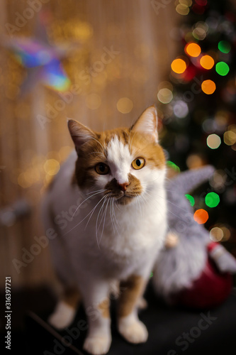 Red domestic cat on a background of Christmas lights