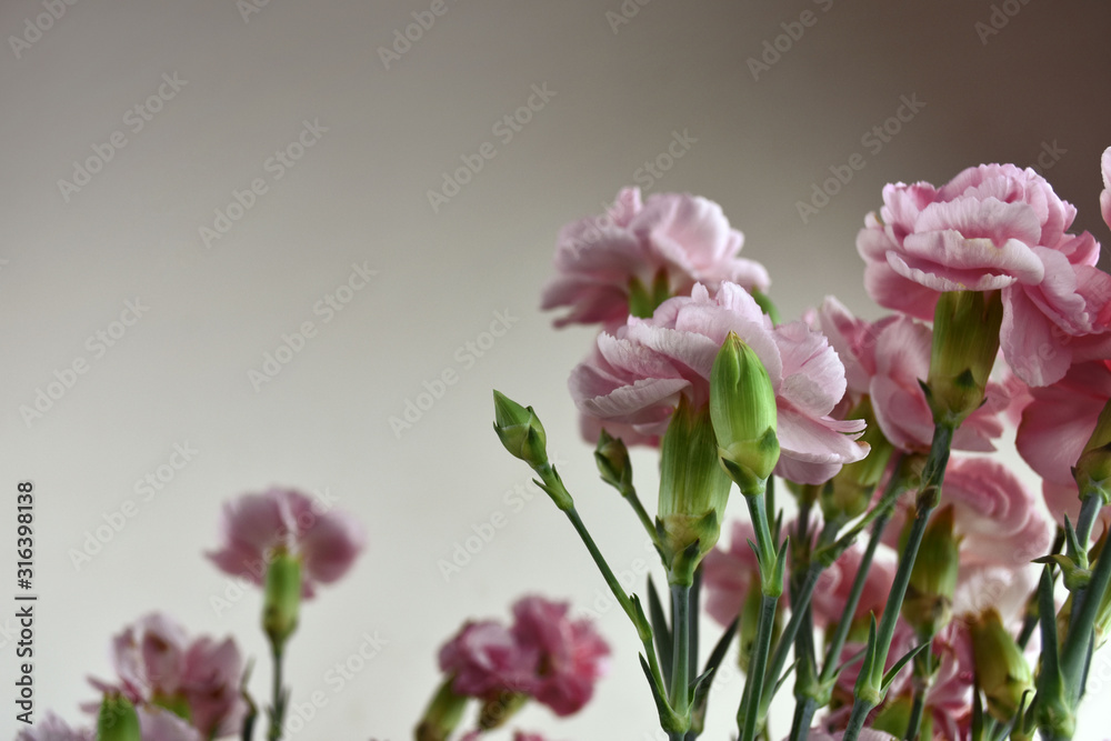 Bouquet of pink carnations on pastel background. Carnation for mothers day, wedding and valentines day. Close up