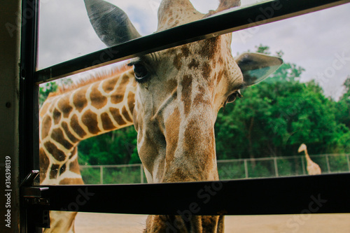 A giraffes at open zoo in Kanchanaburi photo