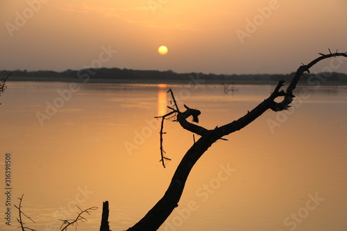 silhouette of a tree at sunset