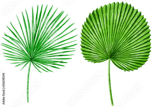 Palm leaves watercolor illustration, isolated on white