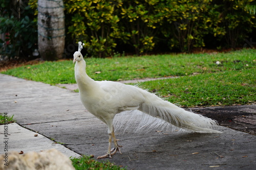 wild rare white peacock