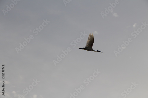 seagull in flight