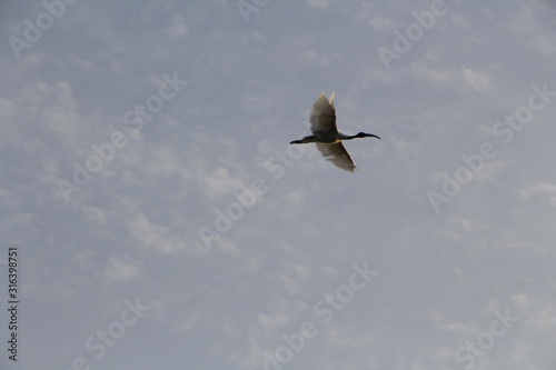 seagull in flight