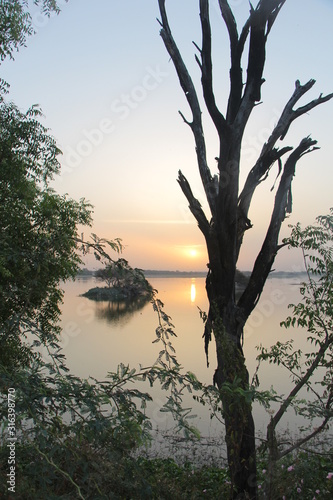 tree at sunset