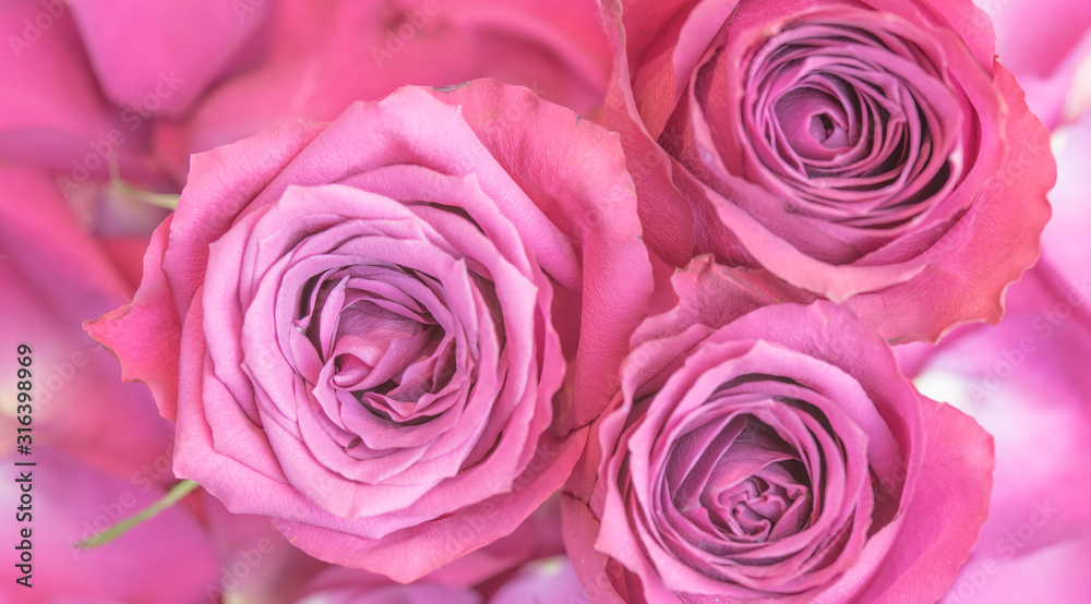 Liebe, Rose, pink, rosa, Liebe, Rose, pink, rosa,