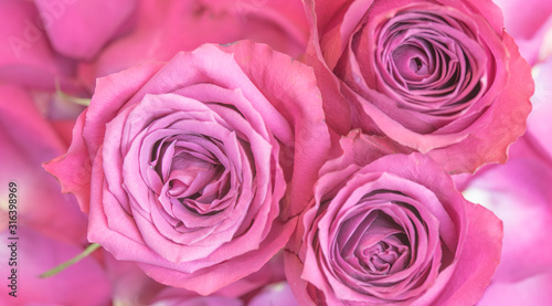 Liebe   Rose  pink  rosa 