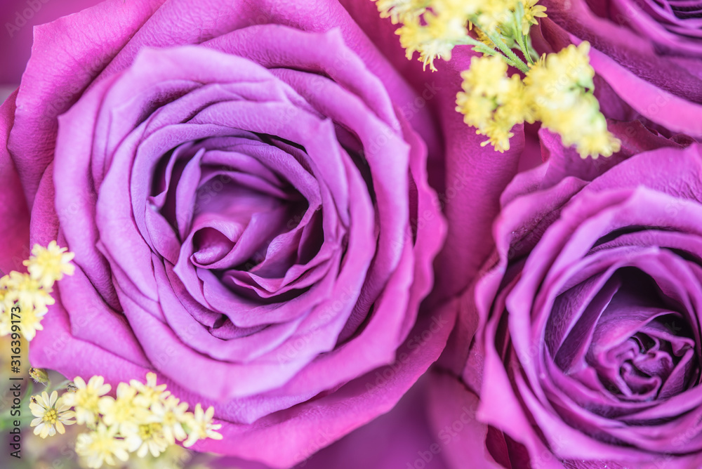 Liebe, Herz, Rose, pink, rosa, Liebe, Herz, Rose, pink, rosa,