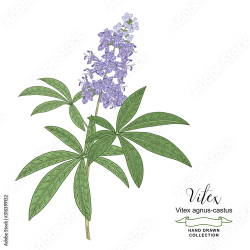 Vitex agnus-castus, vitex, chaste tree branch with flowers hand drawn. Colorful vector illustration. Detailed sketch style.
