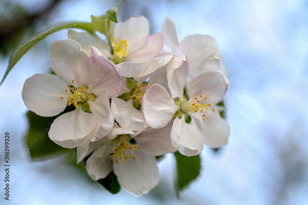 Blooming apple tree in spring close-up on blurred background Blooming apple tree in spring close-up on blurred background