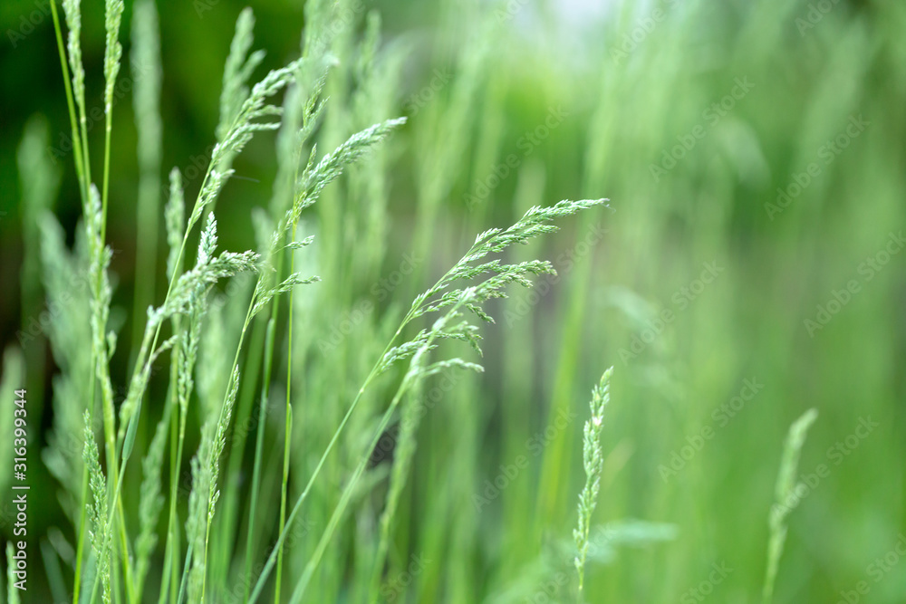 Fresh green grass background. Blurred nature backdrop. Landscape, nature, summer. Fresh green grass background. Blurred nature backdrop. Landscape, nature, summer.