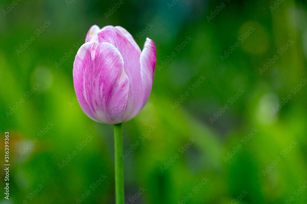 Bunch of pink tulip flowering in the meadow. Blooming tulip flowers. Spring and summer flowers, blurred background. Bunch of pink tulip flowering in the meadow. Blooming tulip flowers. Spring and summer flowers, blurred background.
