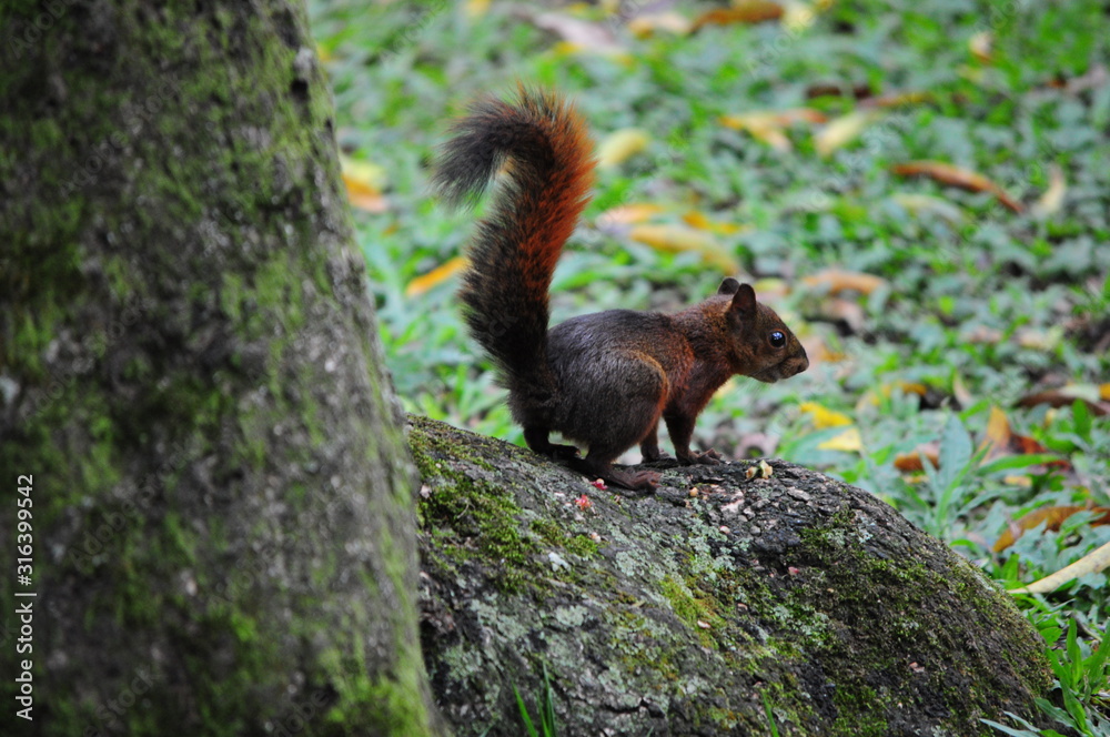 Playful squirrel in the mountains of Colombia Playful squirrel in the mountains of Colombia