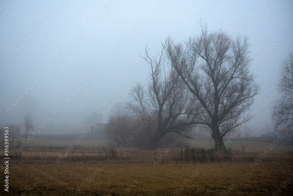 Pictures of forest trees and fields in the fog Pictures of forest trees and fields in the fog