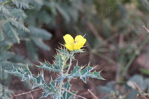 yellow wild flower