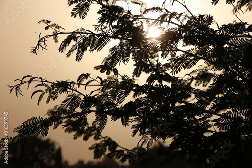 Sunset view through the tree