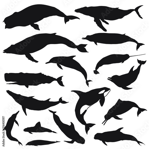Whale Silhouettes. Vector illustration photo