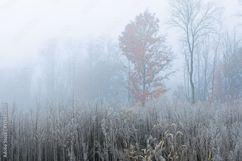 Frosted autumn tall grass prairie in fog, Fort Custer State Park, Michigan, USA Frosted autumn tall grass prairie in fog, Fort Custer State Park, Michigan, USA