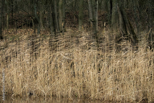  Pictures of forest trees and fields in the fog