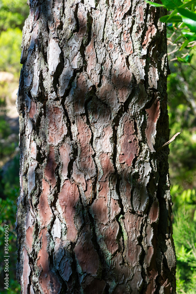 Foto de France. Corse. écorces de pin, gros plan sur le tronc de l'arbre.  pine bark, close-up on the tree trunk. do Stock
