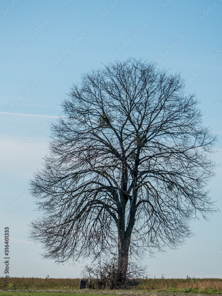 Kahle Obstbäume auf Baumgrundstück im Winter Kahle Obstbäume auf Baumgrundstück im Winter