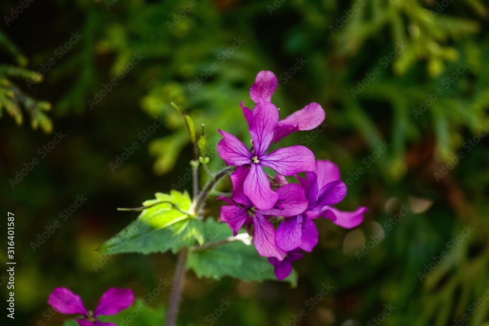 purple flower purple flower